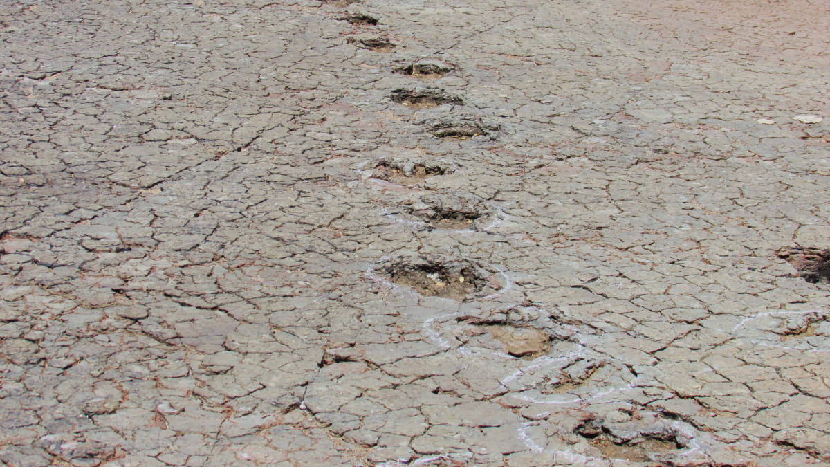 Researchers Match Dinosaur Footprints Across Two Continents